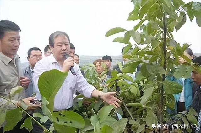 连翘植苗造林、抚育修剪技术要点