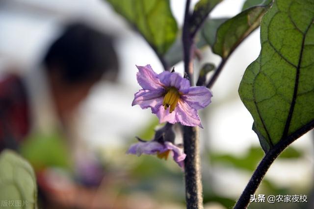 露天种植茄子怎么管产量高？这3个小办法不可少，方法人人都可用