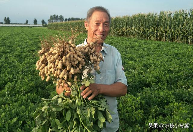 种植花生如何实现增产增收？分享4个花生高产管理技巧