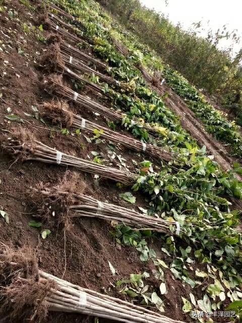 火爆的杜仲树，小苗存圃量已有上亿棵，警惕种植背后的风险