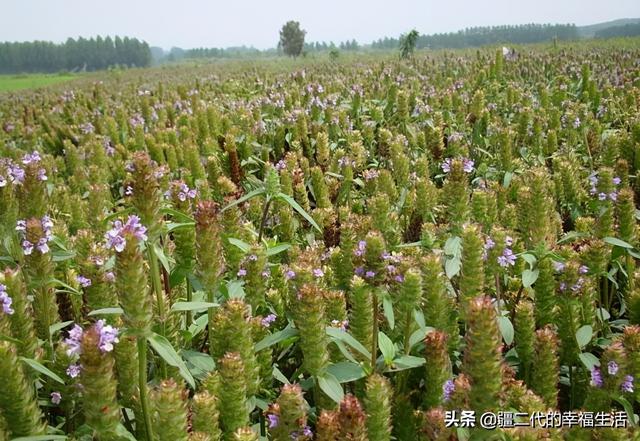 2021年新疆中药材种植推荐品种