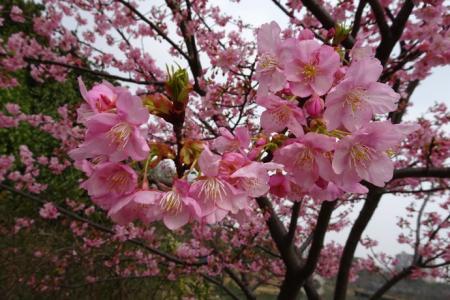 江西樱花小苗基地，你知道在哪