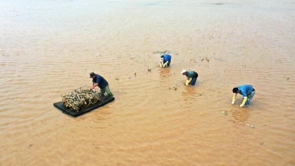 河北廊坊安次区：莲藕种植让盐碱地焕发生机