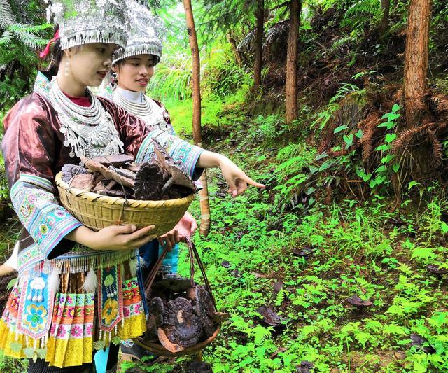 紫灵芝林下仿野生椴木栽培技术，种植户都来学学吧