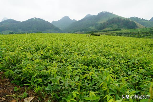 广西恭城：种植特色中药材 助力乡村振兴