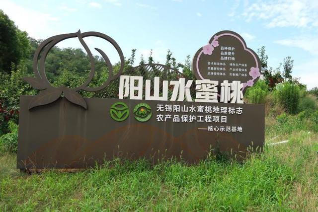 夏季摘桃忙，无锡市阳山镇奏响“农文旅融”的盛夏乐章