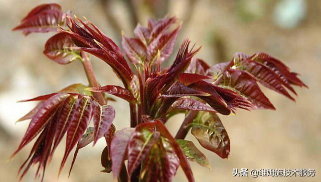 香椿种植技术，提高香椿苗发芽率