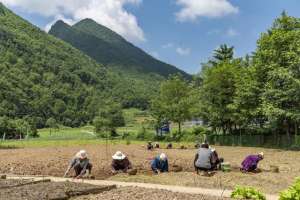 重庆种植中药材(（社会）重庆巫溪：“小贝母”长成致富“大产业”)