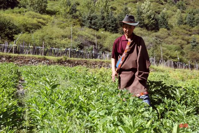 “格桑花开幸福来”——彭州支援黑水 从中药材破题