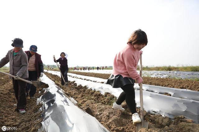 南方露地草莓怎样种植？施肥、起垄、选苗、定植、覆膜……全在这