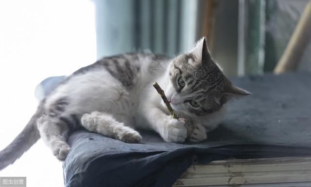 辟谣：猫咪会对猫薄荷上瘾？放心大胆的喂，不会成瘾而且有益健康