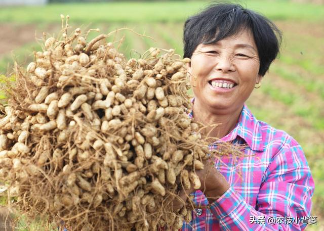 种植花生如何实现增产增收？分享4个花生高产管理技巧