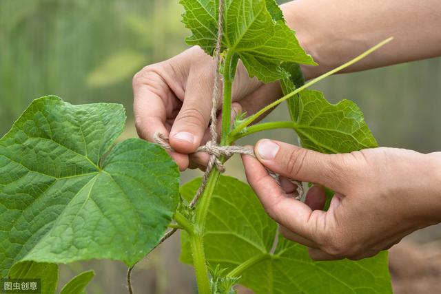 夏秋高温黄瓜露地栽培问题多？不用怕，这篇文章告诉你栽培技巧