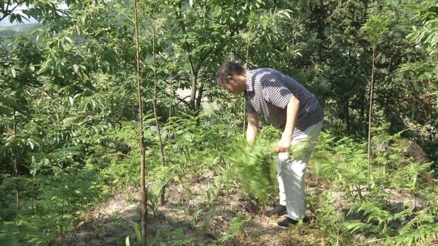 大哥在广东事业做得风生水起，如今回农村种万亩中药材，白芨一亩纯赚5万块