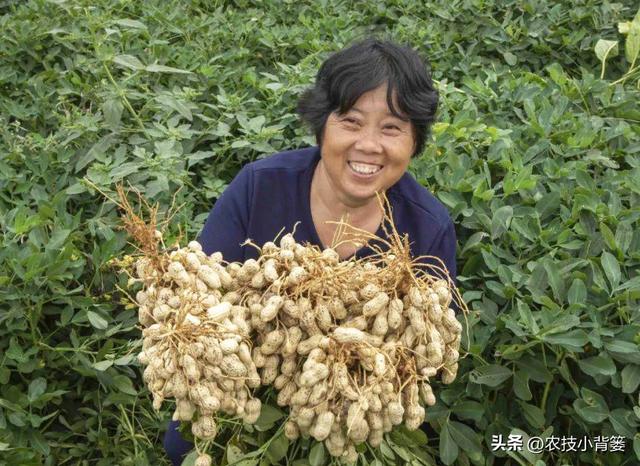 种植花生如何实现增产增收？分享4个花生高产管理技巧