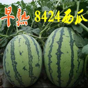 早佳8424种植技术(早熟优质西瓜品种早佳8424大棚高产栽培技术)