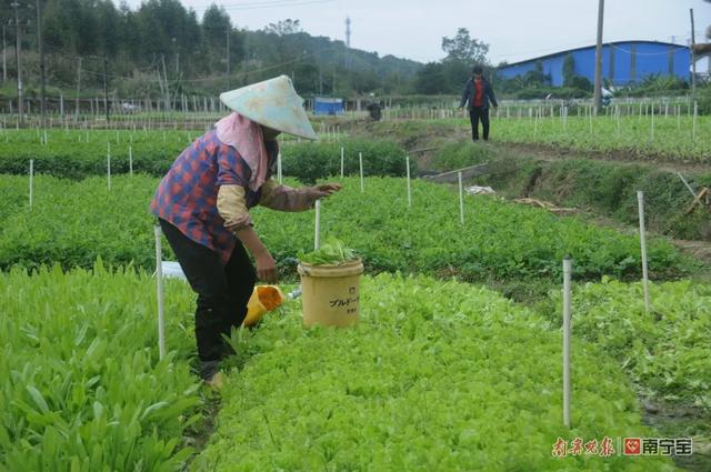 江南区沙井街道金鸡村：蔬菜种植 脱贫致富的“绿色银行”