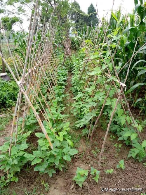 《豆类作物的科学种植：豆角的种植指南