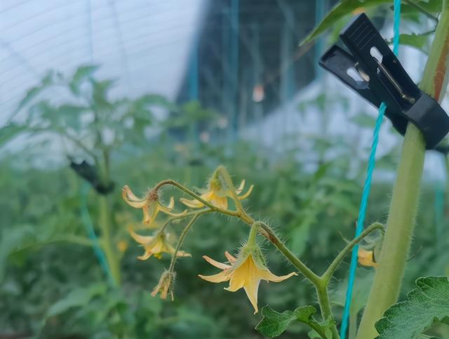 种番茄，掌握3个技巧，番茄果型好，个头均匀，品质高