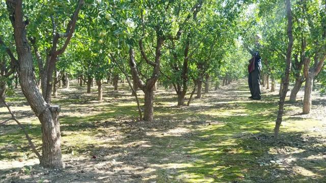 7旬老农种植冬枣30年，成就了这颗“冰糖脆”，皮薄肉厚嘎脆