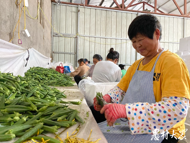 订单种植“真香”！炳灵村秋葵喜获丰收