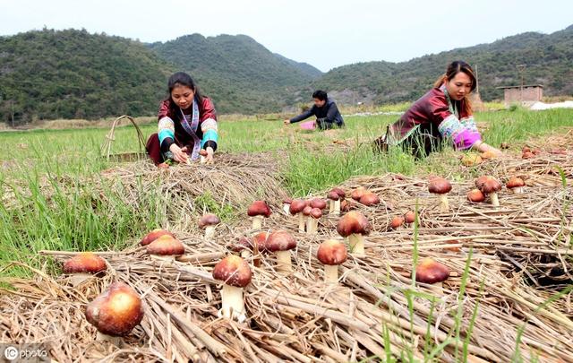 广西食用菌产业创造“菇房奇迹”：8个品种产量排名全国前五，红椎菌和金福菇产量排名全国第一