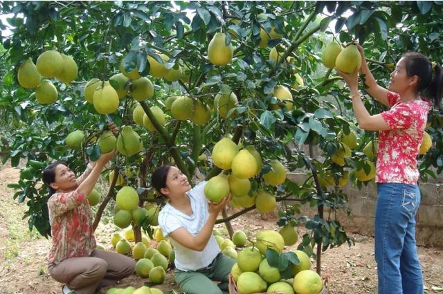 广西容县：418户贫困户种植沙田柚脱贫致富