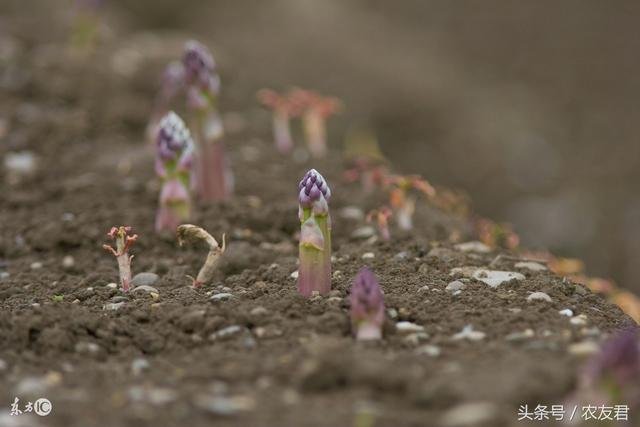 农民种植蔬菜，芦笋幼苗培育要点，你知道吗