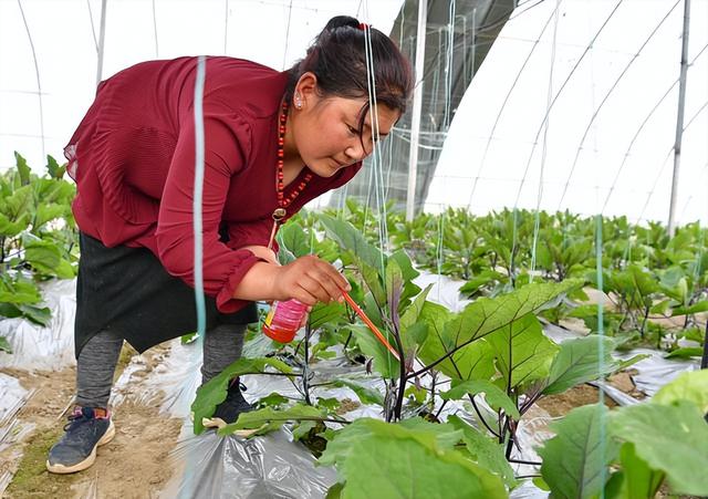 茄子光长秧不结果？牢记4点掌握6技巧，促花又促果，产量稳稳提高