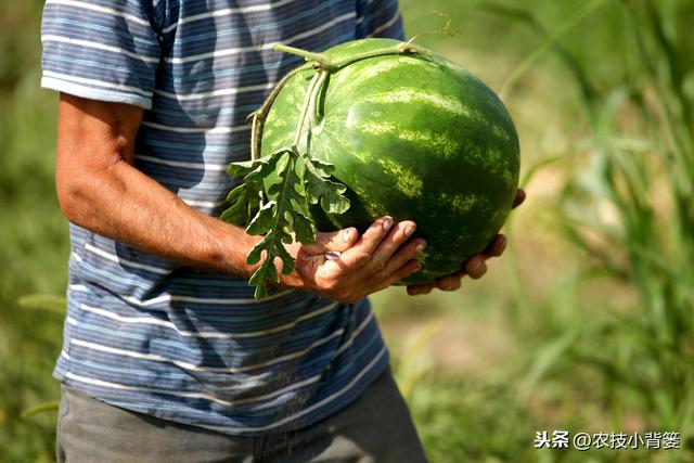 早春西瓜栽种正当时，用好这些方法西瓜苗势壮、结瓜多、成熟早