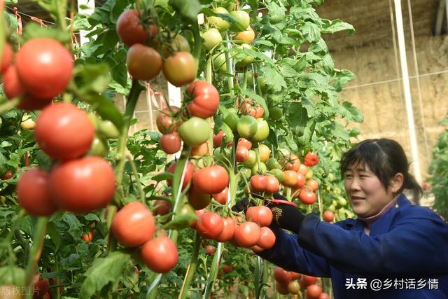 家庭种植蔬菜，不用化肥和农药，用它试试，照样种出好菜