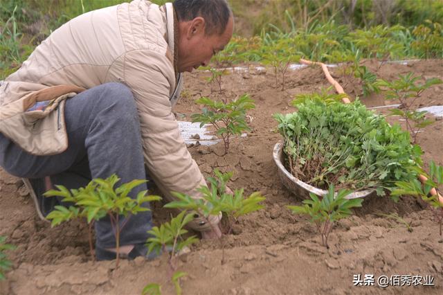 经济作物套种出效益，农村人芍药田间作药用菊花，需掌握2个窍门