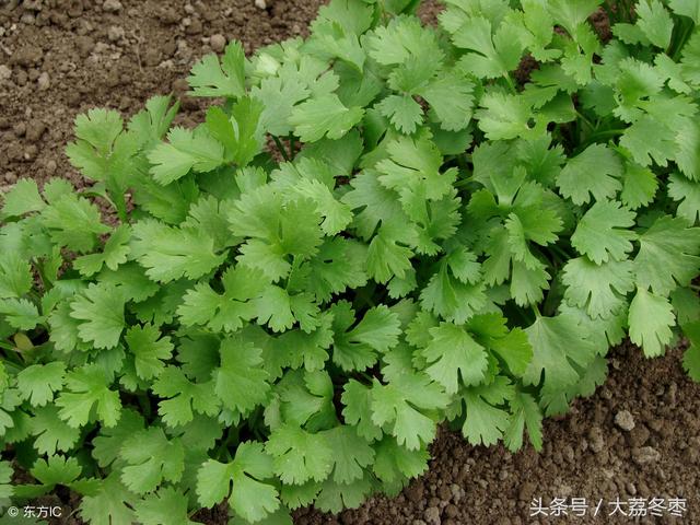 香菜的种植方法和时间以及种植技术和管理