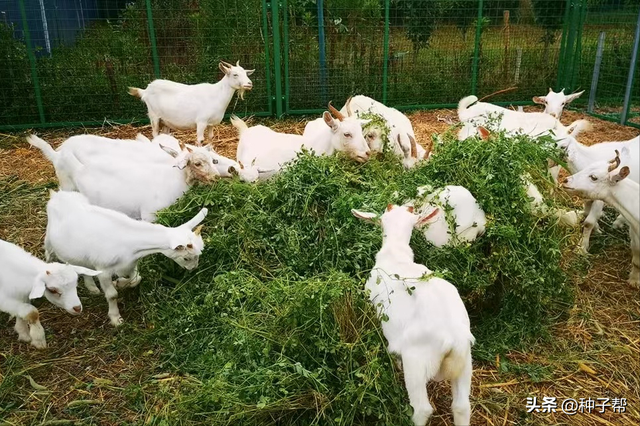 秋冬季节种什么草喂牛羊？紫花苜蓿耐践踏，多年生，营养价值高