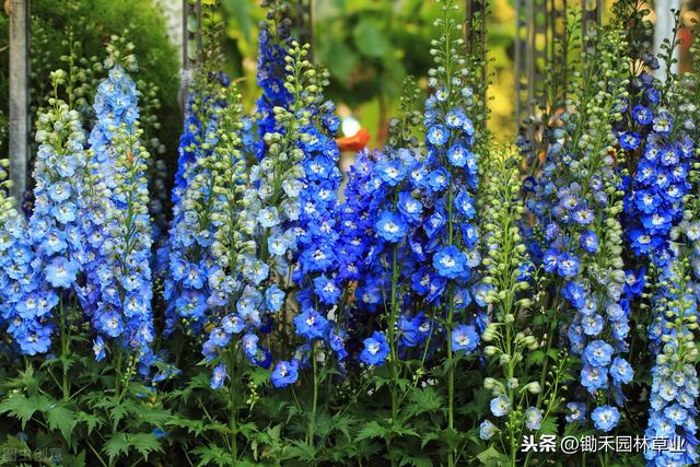 飞燕草既耐寒又耐旱，可用作切花或栽植花坛、花境