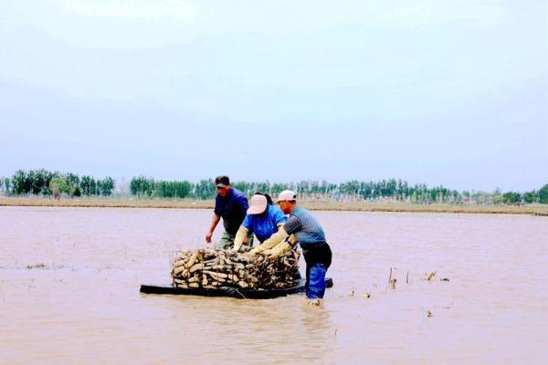 河北廊坊安次区：莲藕种植让盐碱地焕发生机