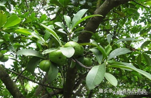 山竹种植需要注意什么、需要适应什么生长环境