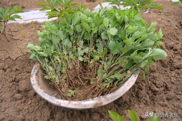 经济作物套种出效益，农村人芍药田间作药用菊花，需掌握2个窍门