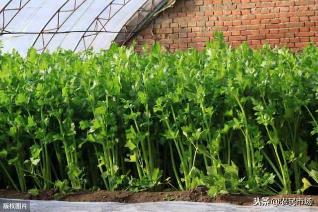 芹菜的栽培技术，探究芹菜的种植方法，以及管理方法