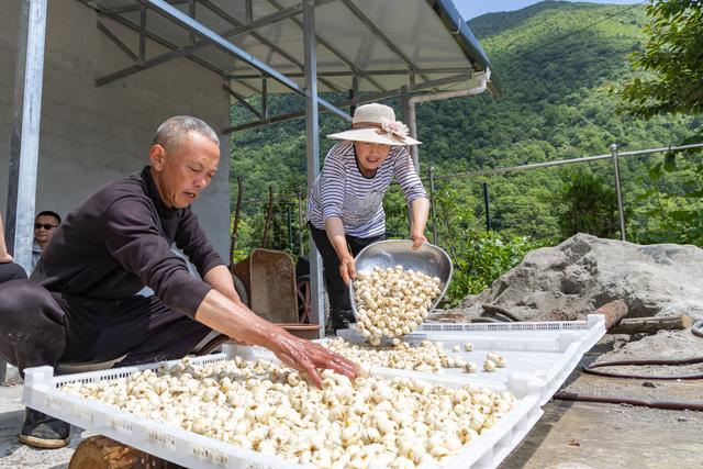 （社会）重庆巫溪：“小贝母”长成致富“大产业”