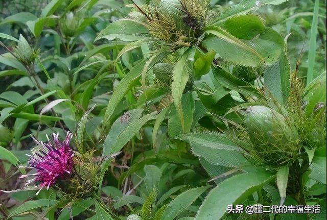 2021年新疆中药材种植推荐品种