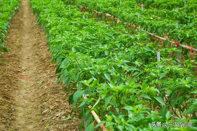 “谷雨前后，埯瓜点豆”，这些蔬果该种了，一些事项要注意