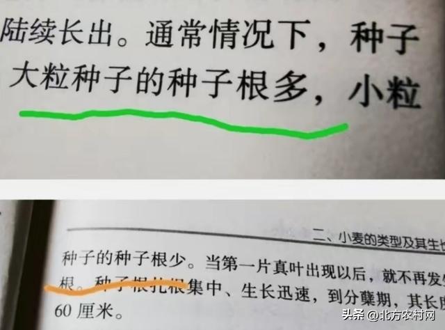 适合河南省种植：十个大粒型小麦品种，省肥又高产