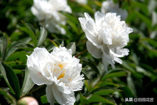 芍药正确种植时间你知道吗？怎样养护芍药才能花大色艳呢？