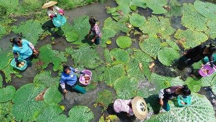 芡实里的江南秋之味