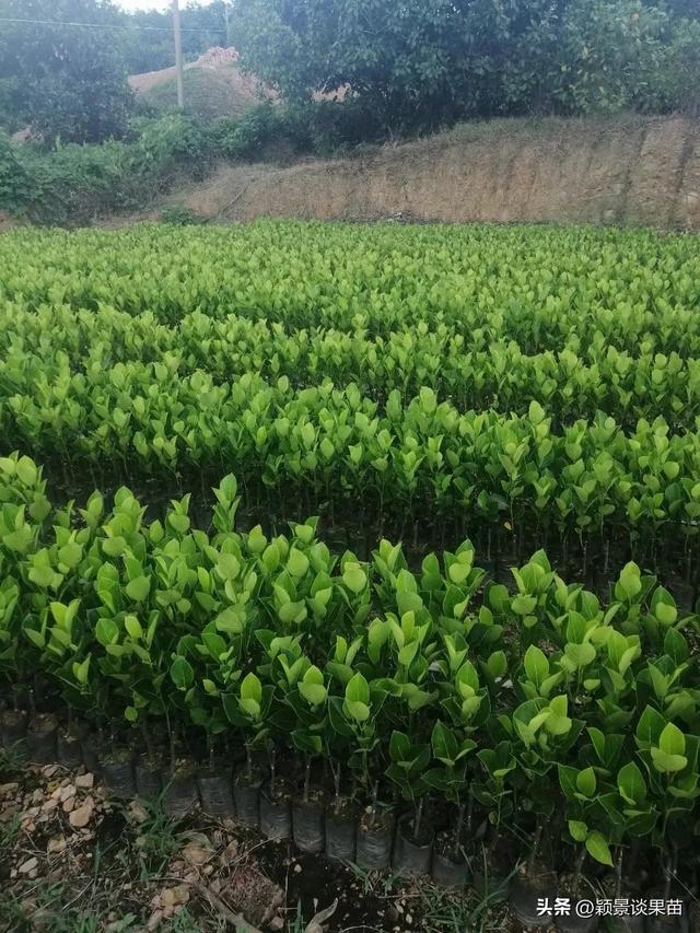 红肉菠萝蜜的前景