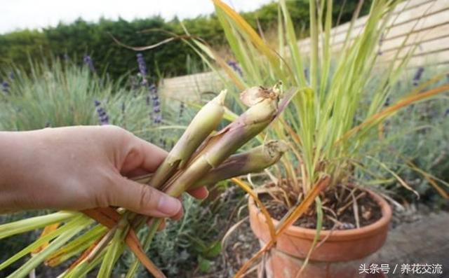 在院子阳台种下这7种植物，蚊虫就再也不敢飞进来