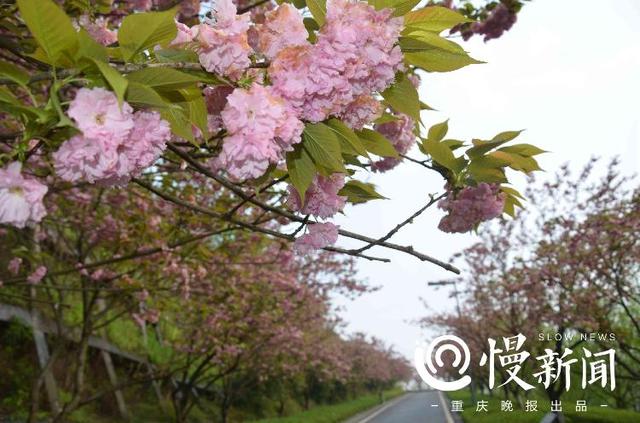 一起去赏花吧！家门口的晚樱开好了，这份主城赏樱地图请收下