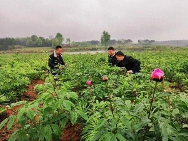 未来四大“暴利”种植行业，干好其中一个，年入几十万不是梦！