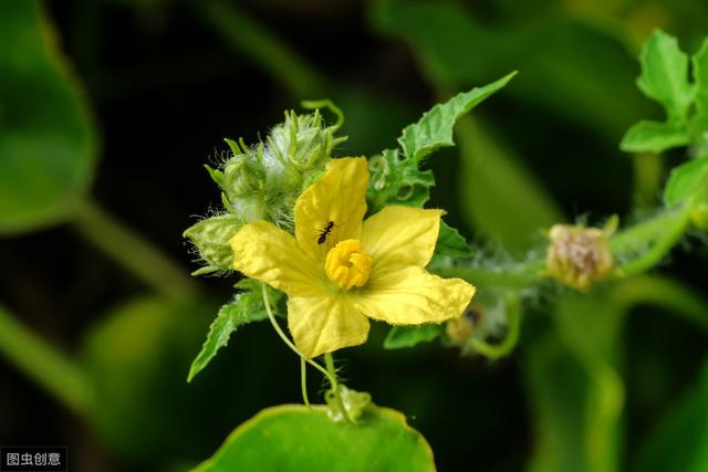 麒麟西瓜太难种？掌握4个关键环节和7个种植步骤，轻松拥有麒麟瓜